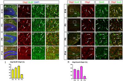 Olig2+/NG2+/BLBP+ astrocyte progenitors: a novel component of the neurovascular unit in the developing mouse hippocampus